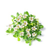 Brahmi